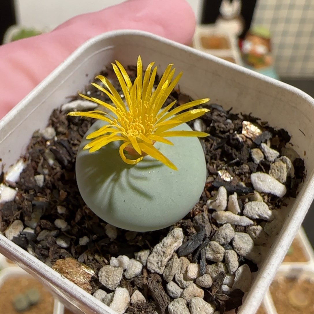 肉锥多肉植物组合-杂交881