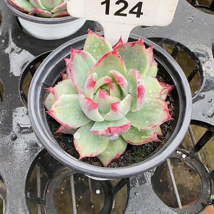 心***。124 惊鸿仙子多肉植物6-9cm