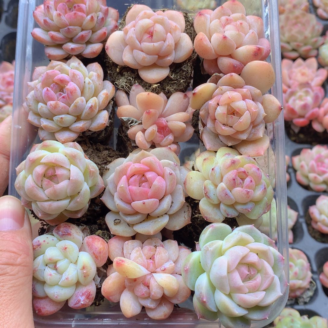 反反复复还是很开心啊050