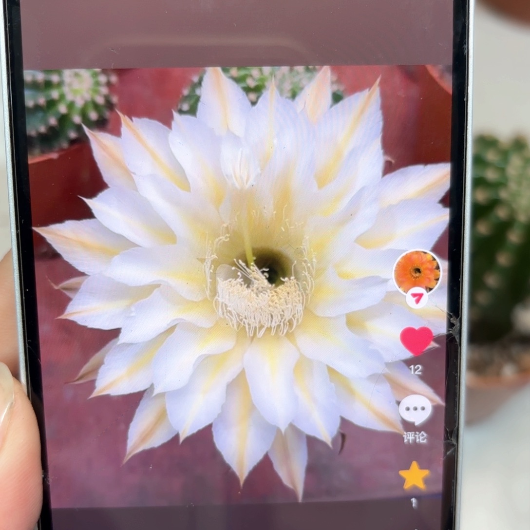 彩草黄白7公分左右