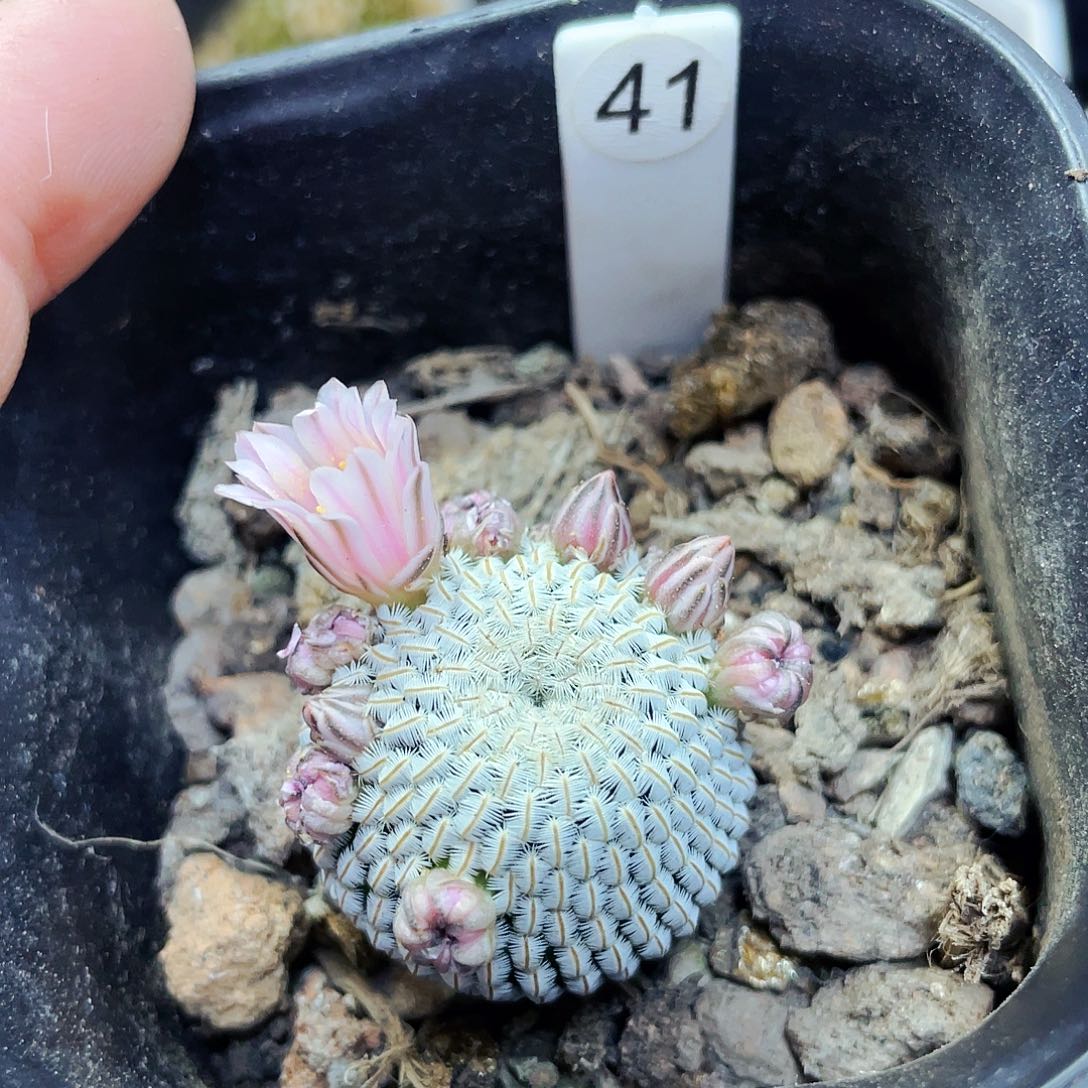 非偏远地区25包邮仙人球