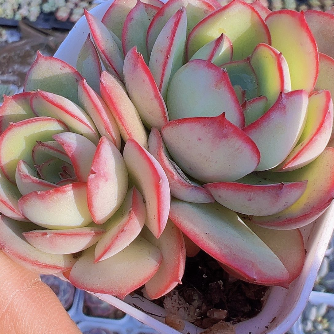 双头牡丹亭19包邮多肉