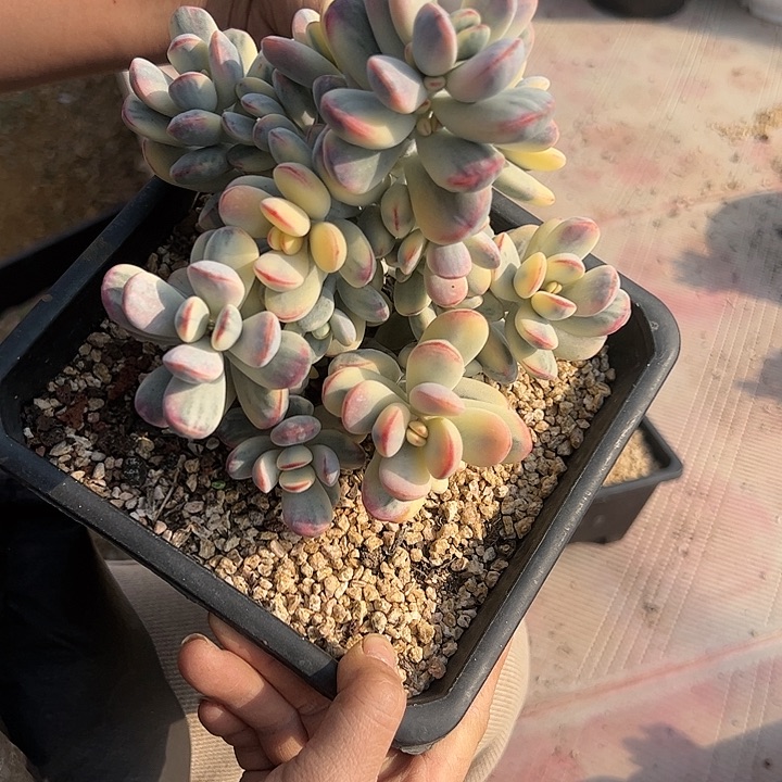 【闪购商品】夫娘锦大群