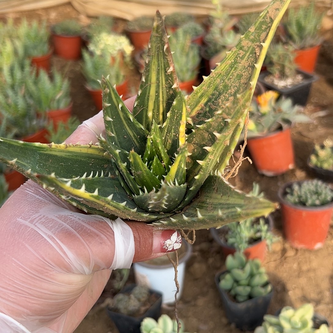 多肉植物不夜城芦荟