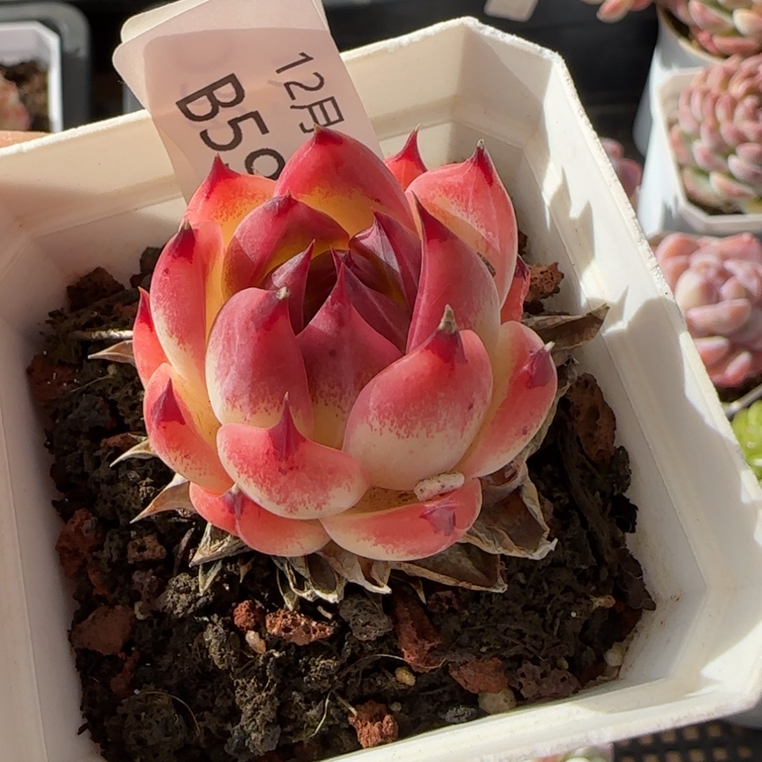 蓝龙一颗脱土发货