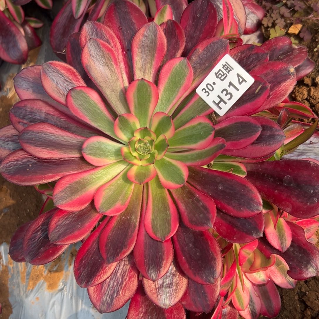 314美杜莎多肉法师