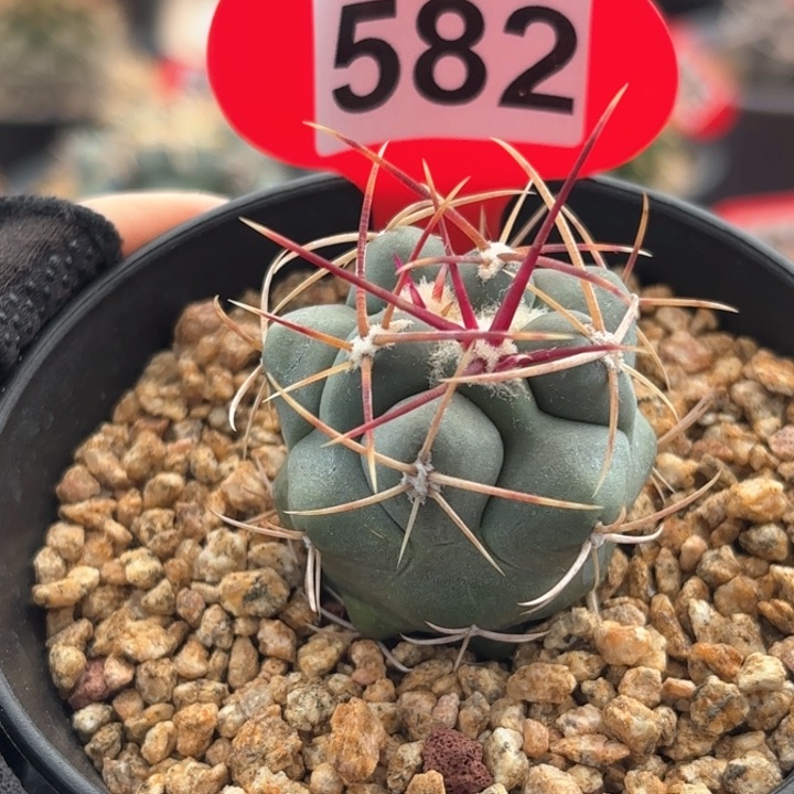 仙人球实生绯冠龙