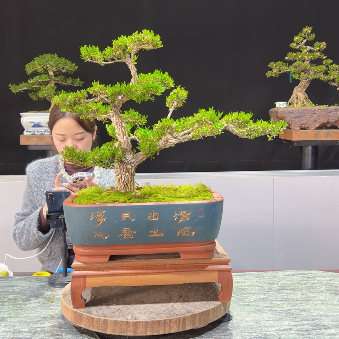 四季常青老桩黄杨盆景