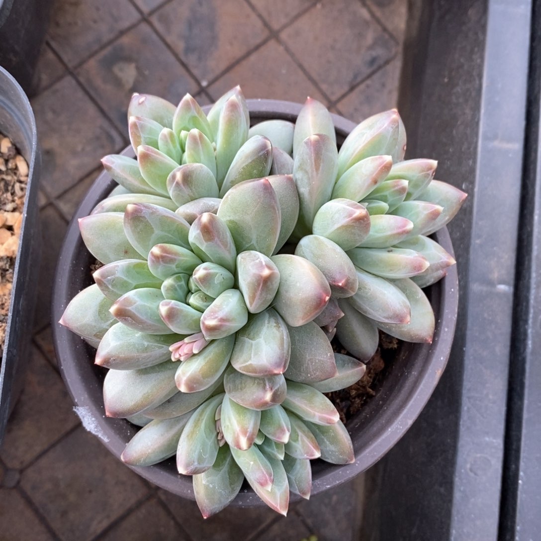 精品多肉一物一拍不包整741