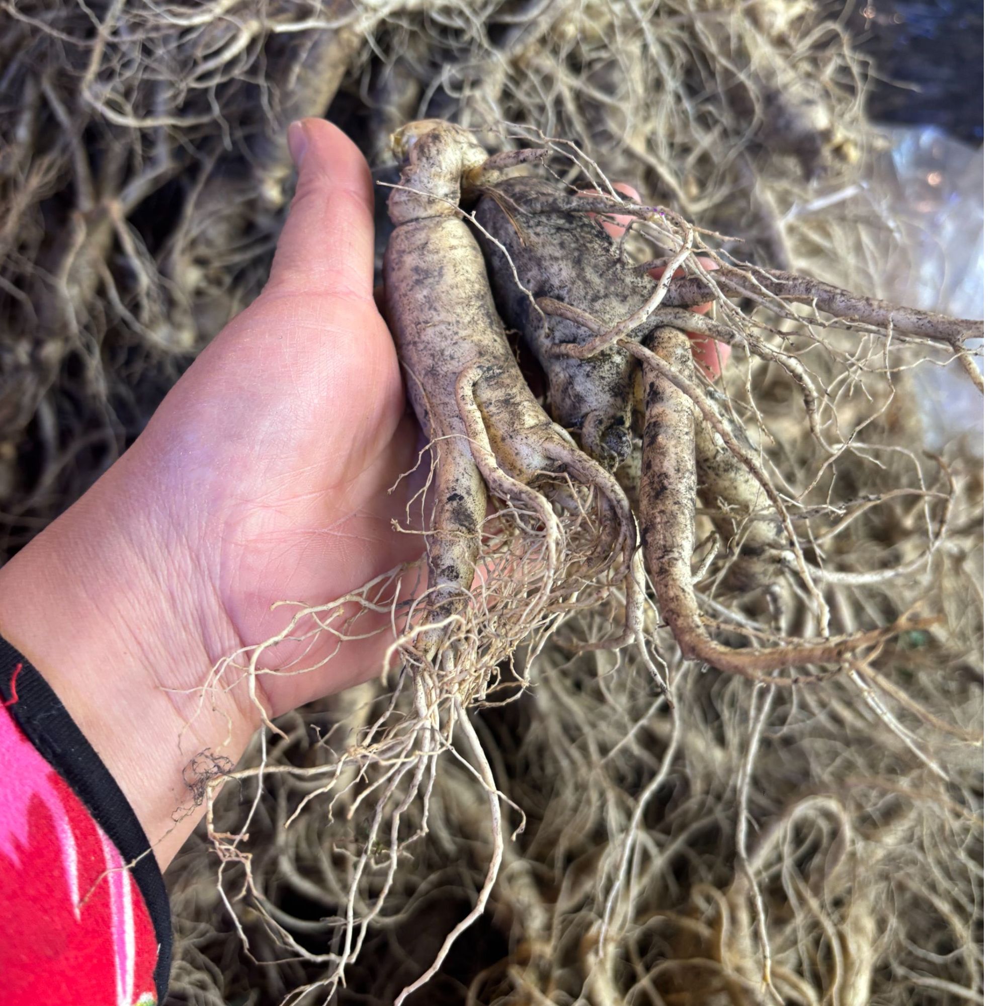 东北特产长白山人参现挖新鲜煲汤炖鸡鲜人参