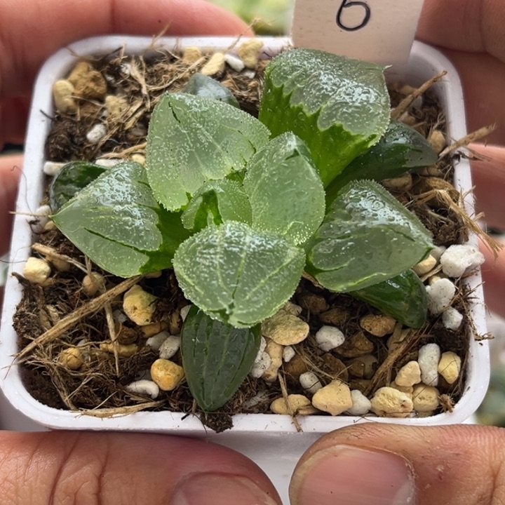 6冰鸾玉发发发发发发