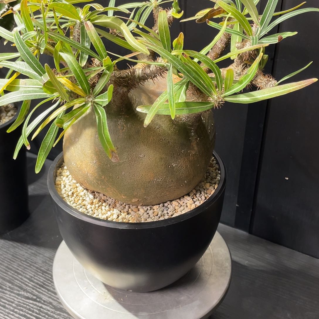 象牙宫老家养定熟桩