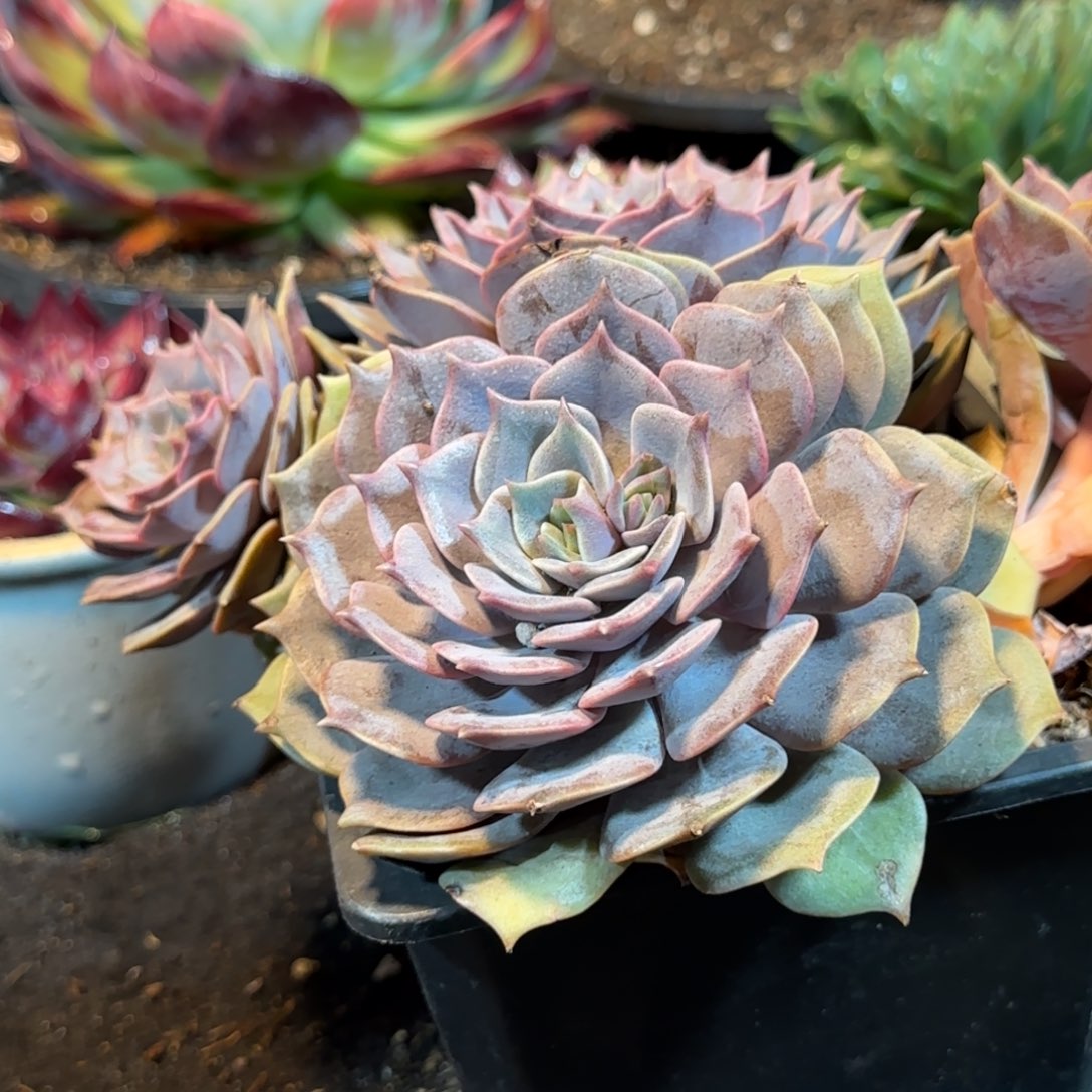 紫蝶惊鸿一物一拍包装收缩花旱