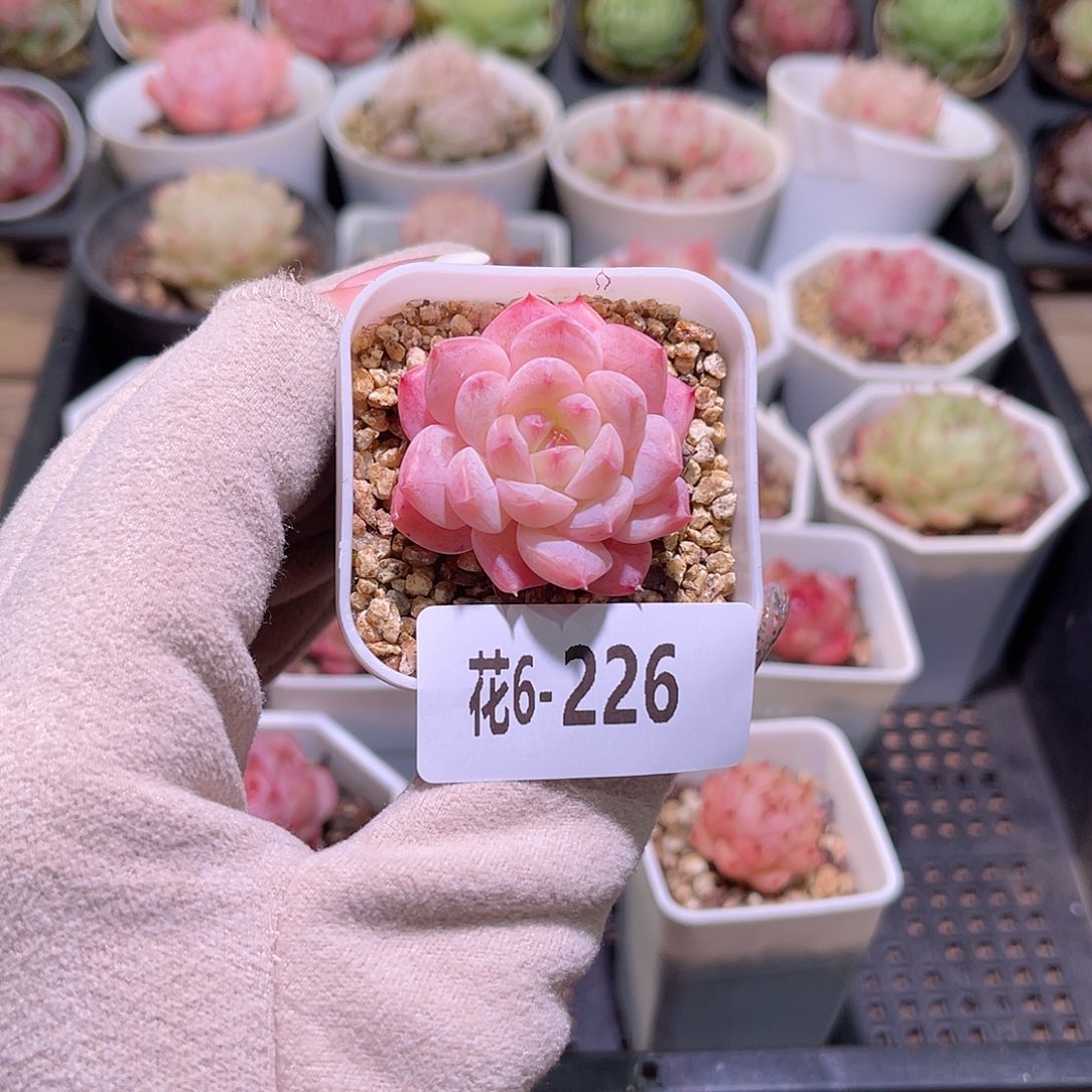 花利美6-226白桃汽水