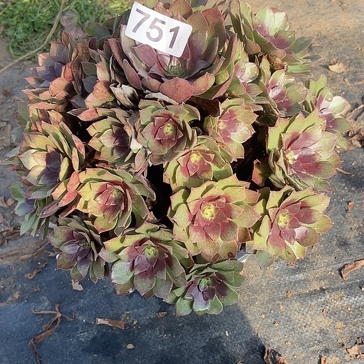 桃花石75号多肉不包断