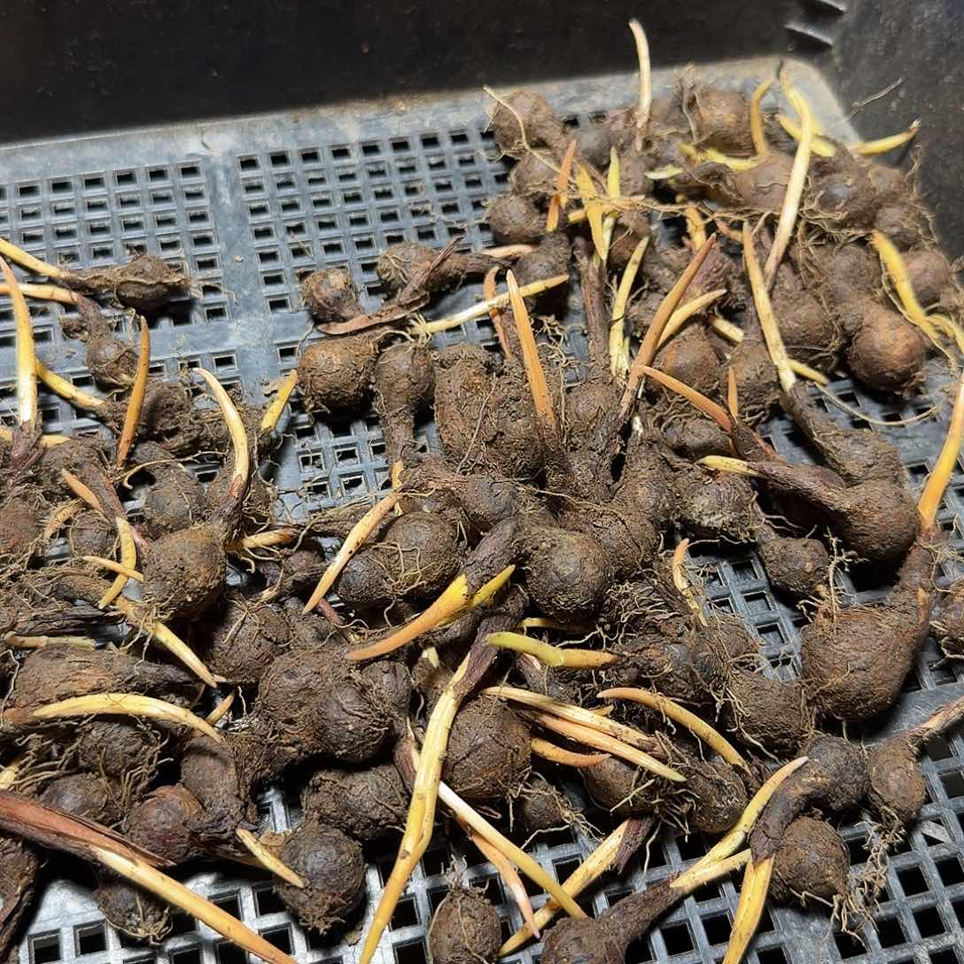 473中国原生郁金香3个一份脱土发货