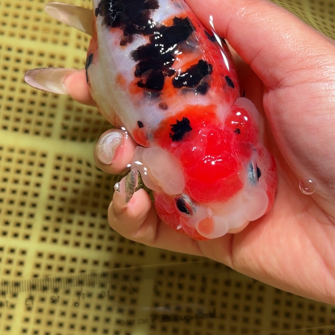 心****金鱼拍包装包装，不拍包装运费到付
