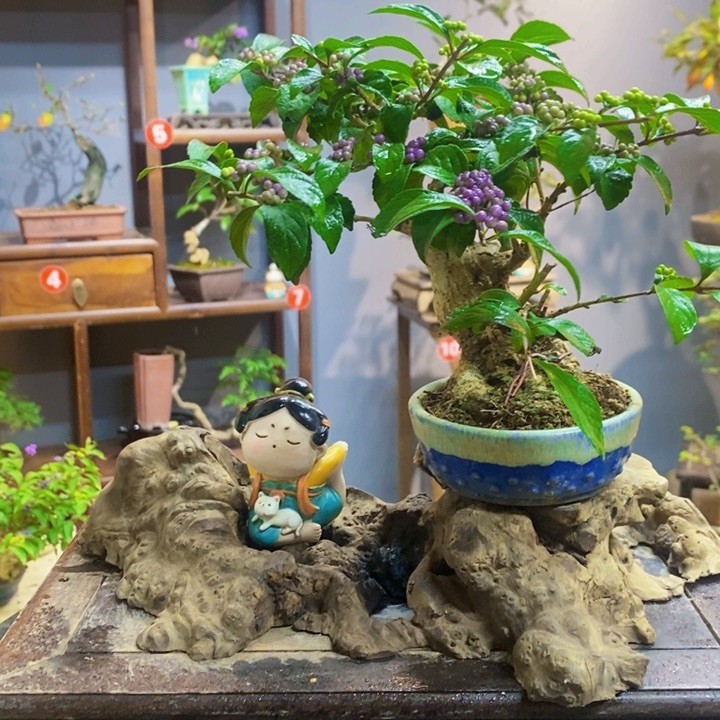 无花朵紫珠哈哈哈哈哈