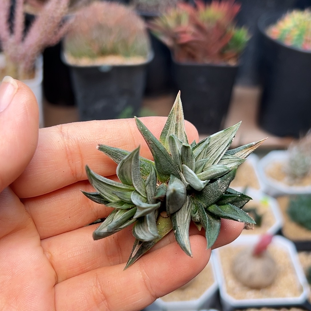 象牙塔白锦拉丝锦一颗