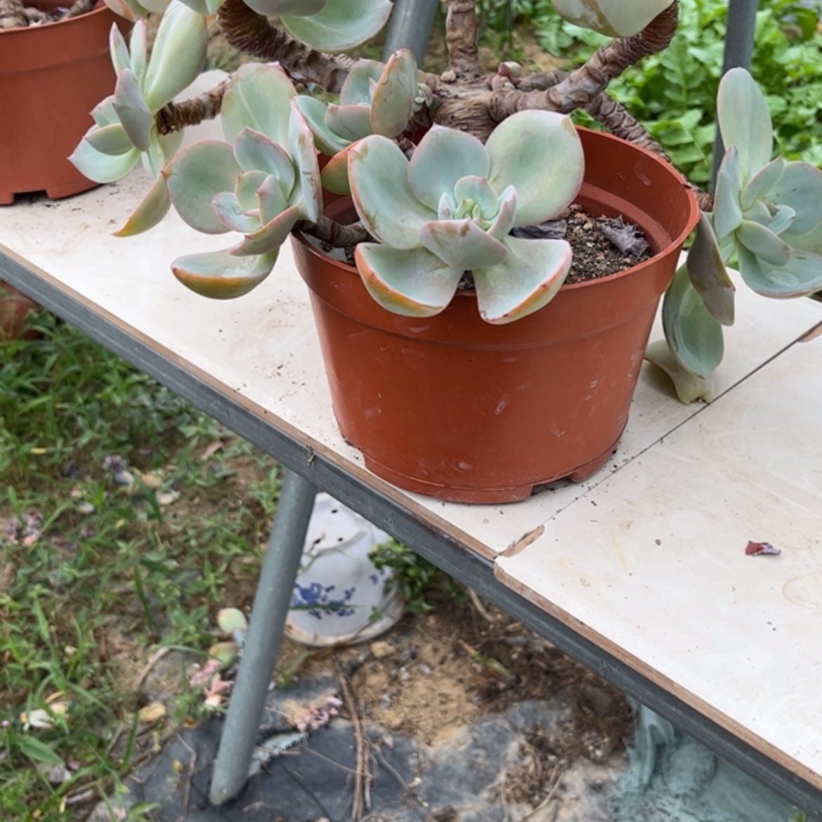 【闪购商品】无花朵心*?