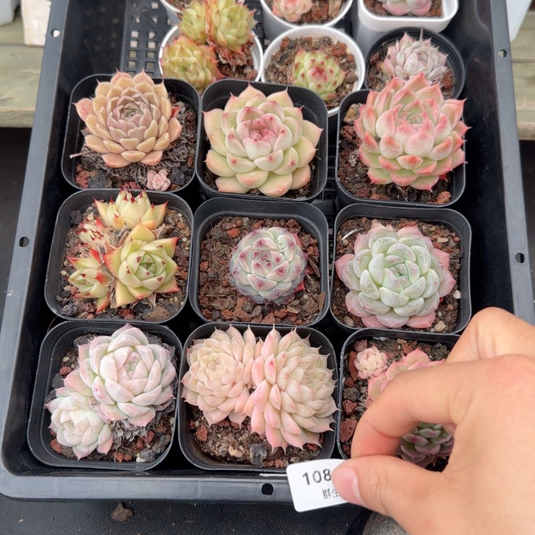 框拍框拍0204-108