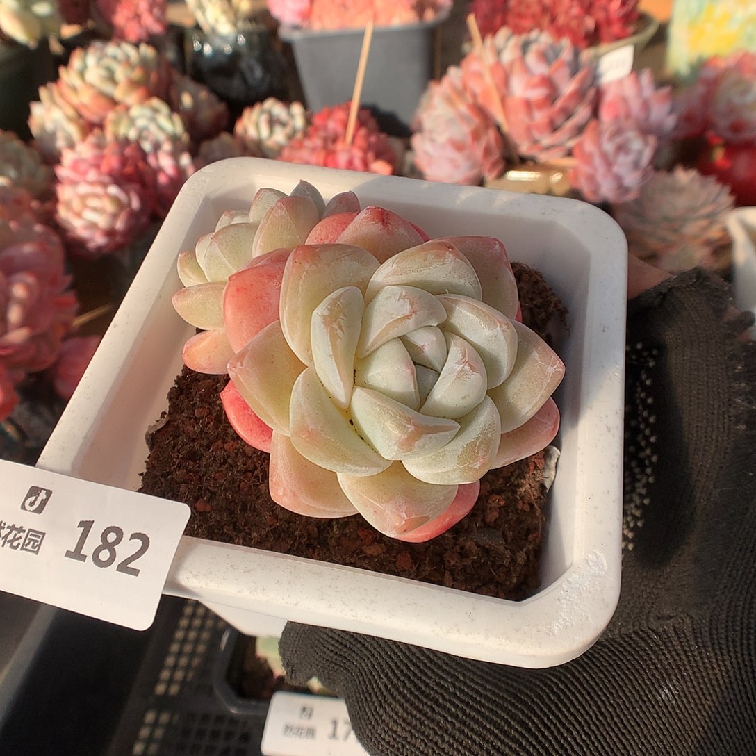 182冰玉多肉植物6666