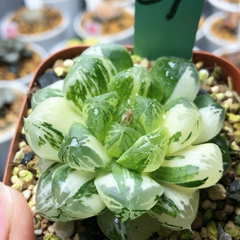 【闪购商品】玛琳37