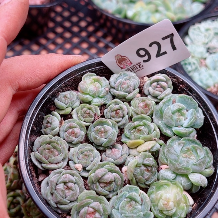 多肉植物多肉植物