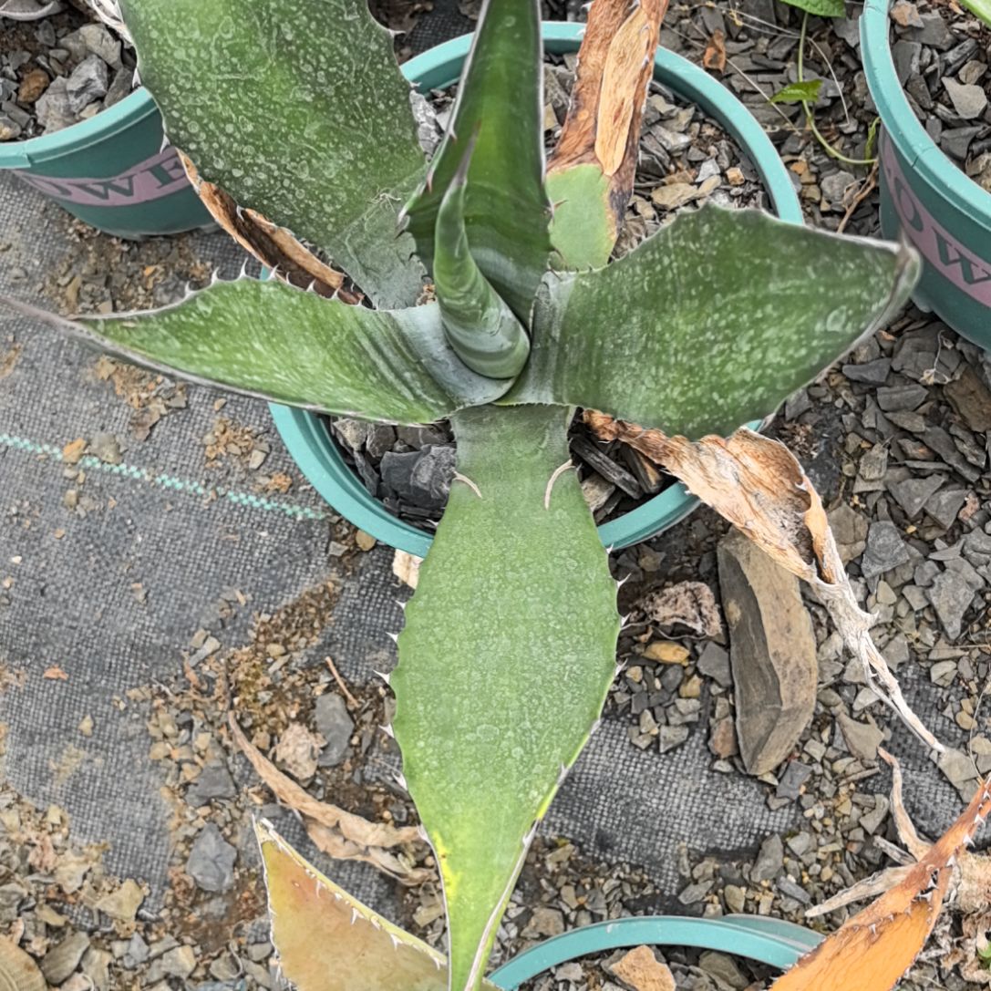 赤牙龙1233322558853