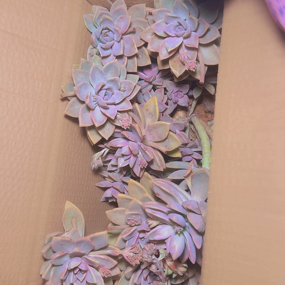 紫雾多肉断枝一箱 