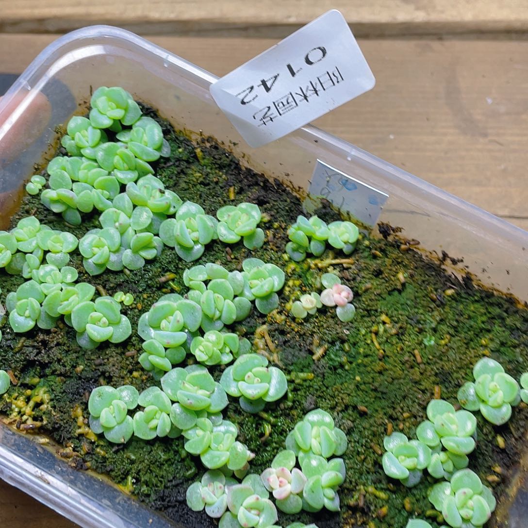 多肉植物多肉植物142