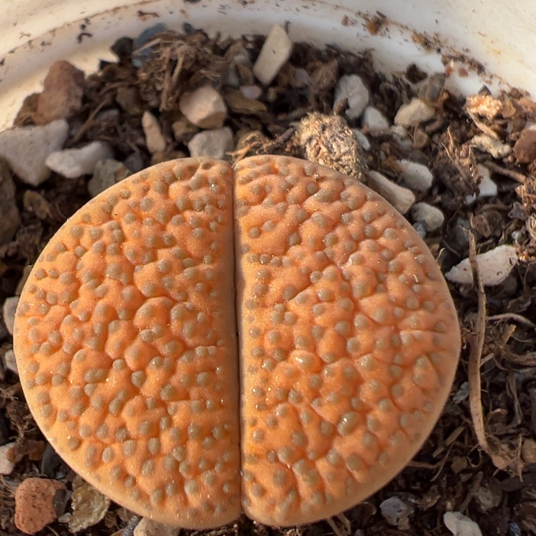 135多肉植物百科植物