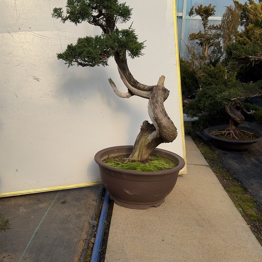 张***超无花朵济州真柏盆景