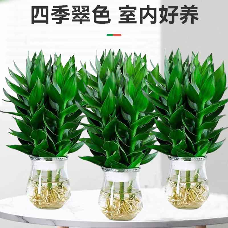 【粉丝福利】富贵竹观音竹水培植物好养室内净化空气家居绿色植物