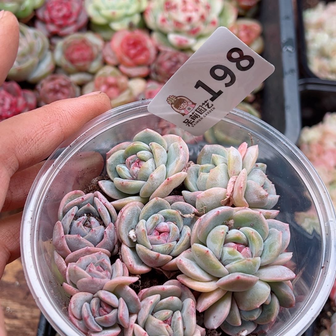 多肉植物多肉植物