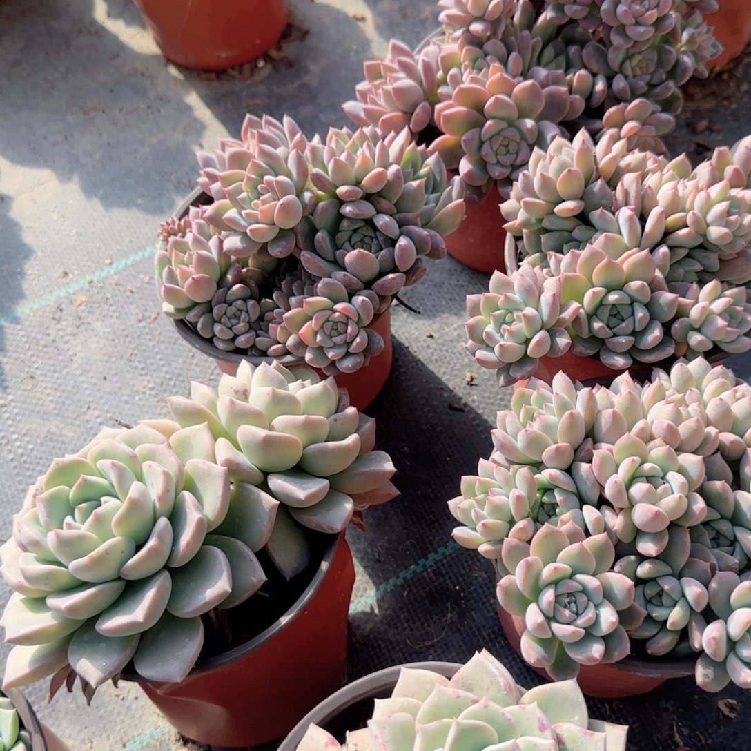 无花朵120霜花群生