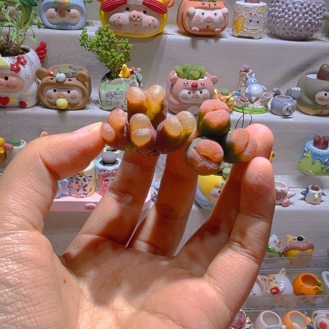 安***妮安小妮专属链接拍拍默认微微瑕