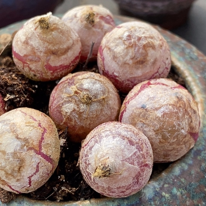 大灯泡1颗大灯泡