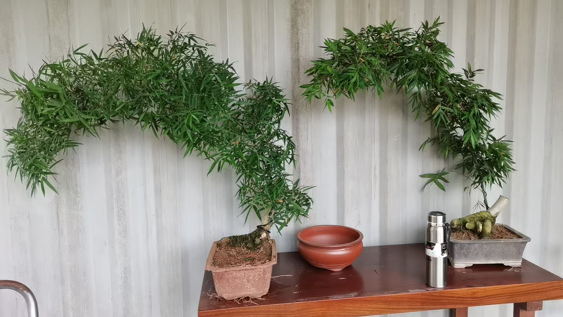 生桩商品特殊直播间一物一拍不支持退换货，包鲜不包种植后成活率1