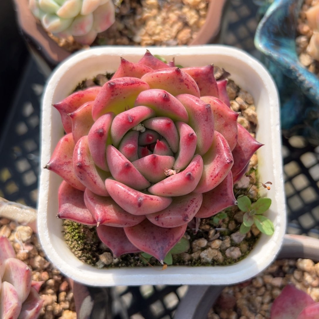 红钻东云（满38包邮）多肉