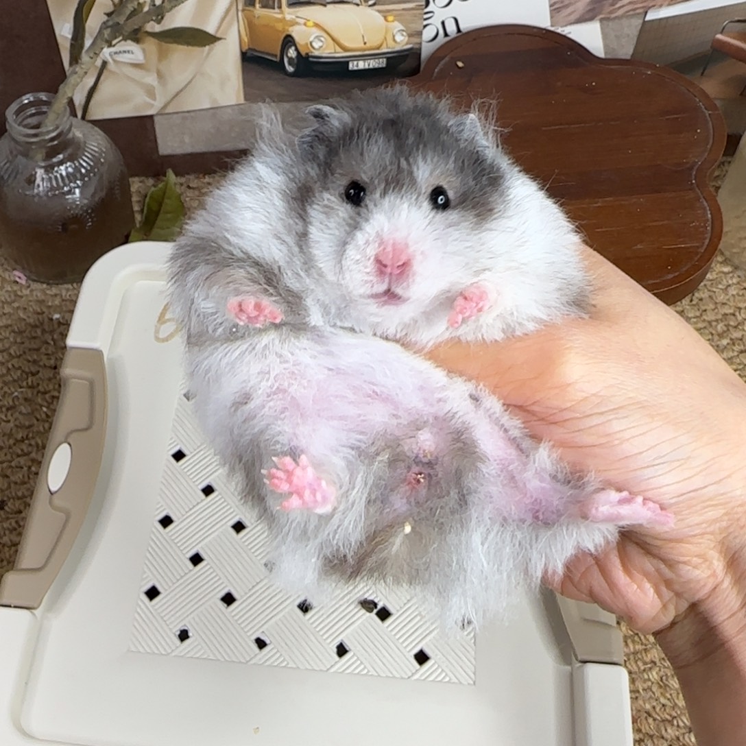 卷毛黑波妹妹8.08生日