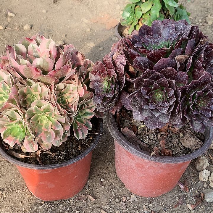 962两颗多肉植物