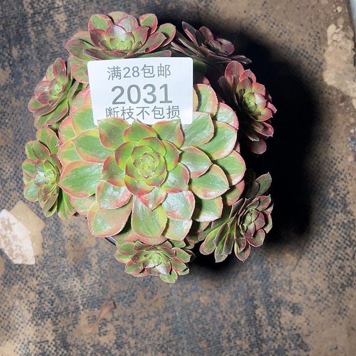 2031火狐多肉植物