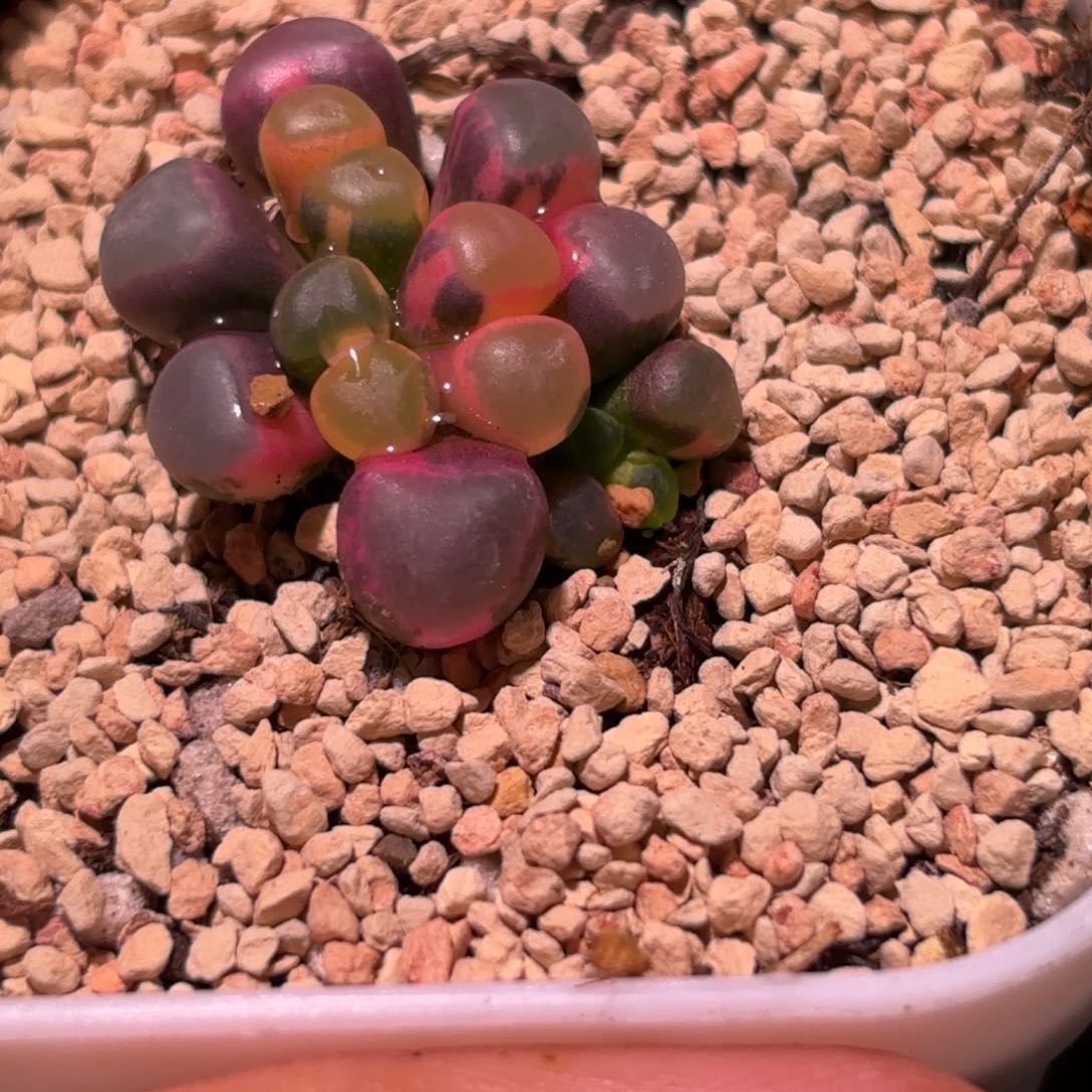 28号五十铃玉锦多肉植物锦一物一拍带盆土发货