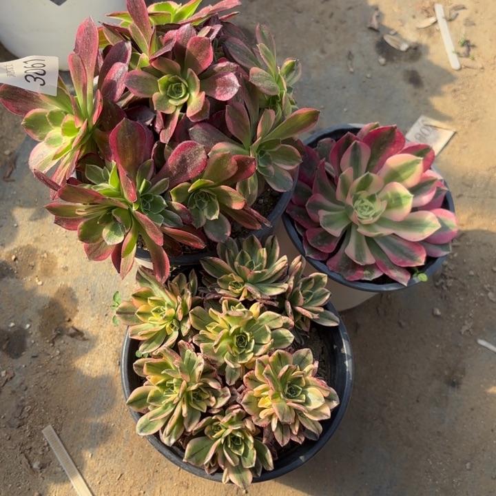 3颗多肉法师3061