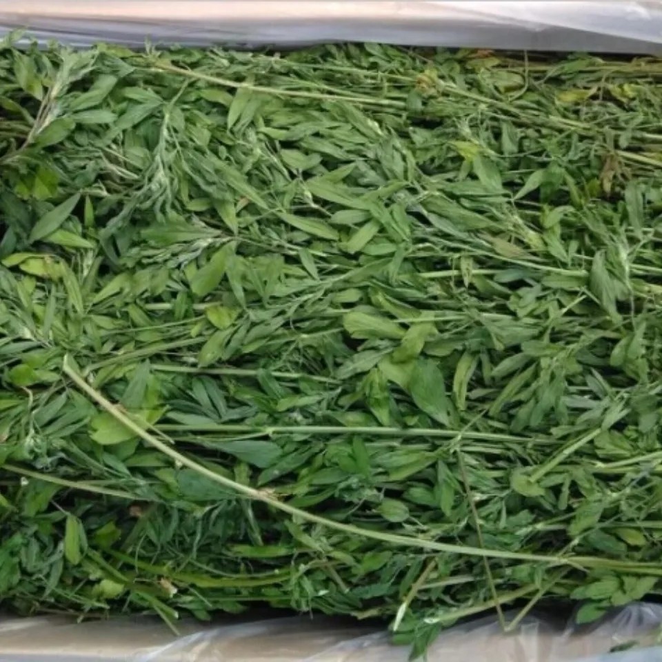 新鲜烘干紫花苜蓿草幼兔龙猫猪食用牧草1kg装