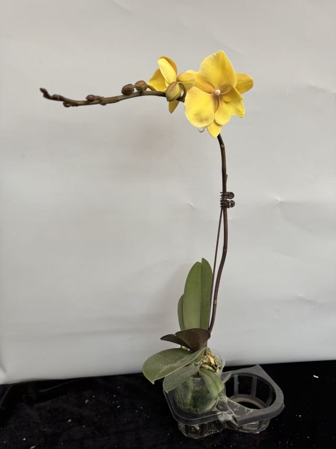 蝴蝶兰【金龙】（拍3颗及以上配盆）年宵花昆明基地直发