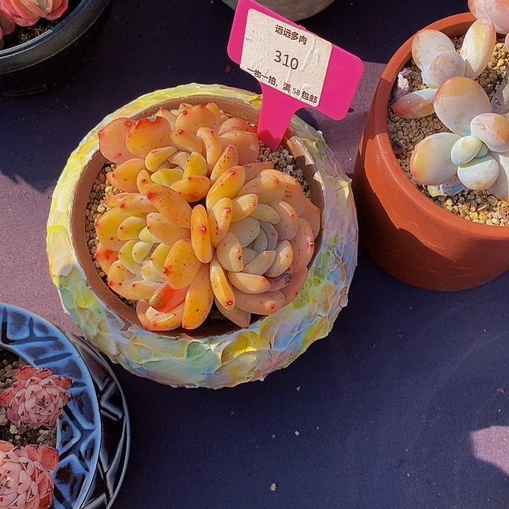 310橙子肉肉肉肉肉肉肉