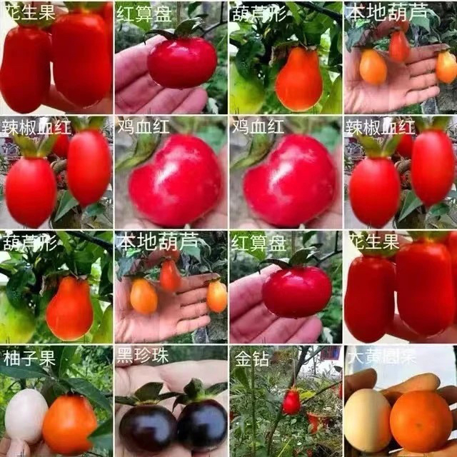 金弹子四季常青盆景树桩