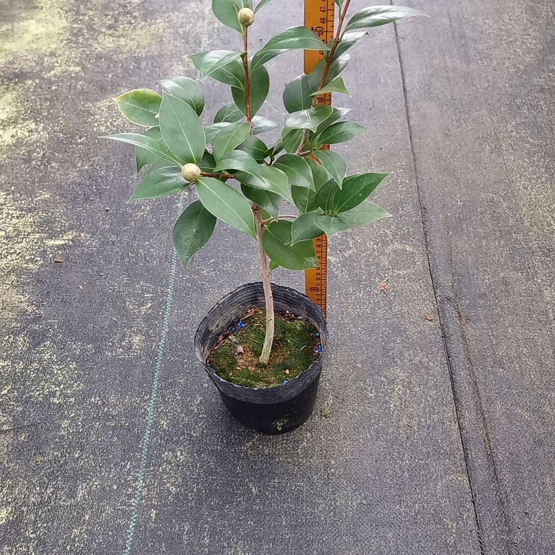 少量花朵（建议范围：2朵-5朵 或40%以下）墨川